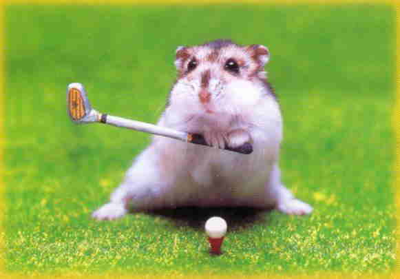 Křeček hraje golf